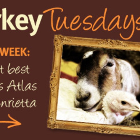 Thankful Turkeys: Meet Henrietta