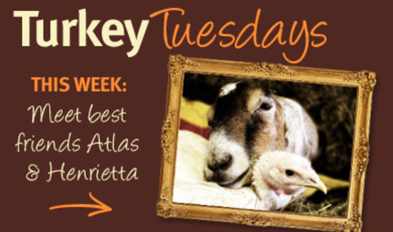 Thankful Turkeys: Meet Henrietta