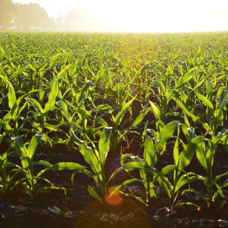 Is Vegan Regenerative Agriculture the Key to Building a Sustainable Future of Food? 