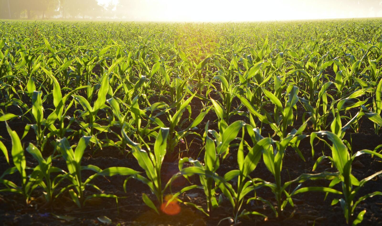 Is Vegan Regenerative Agriculture the Key to Building a Sustainable Future of Food? 