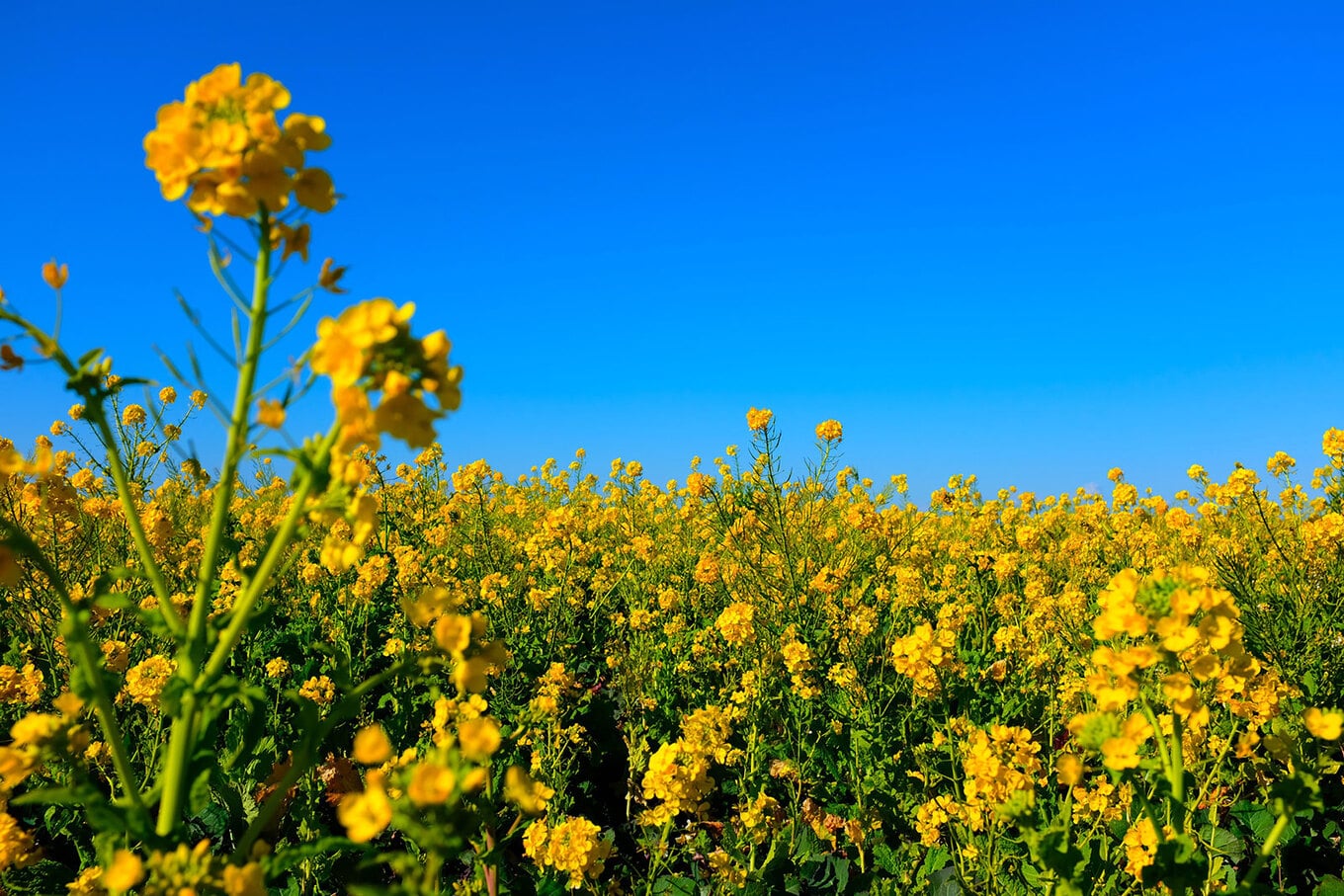 VegNews.Canola.Unsplash