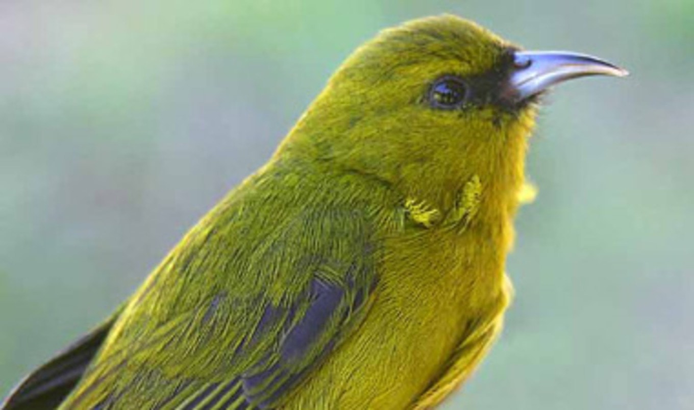 More Bird Species Endangered