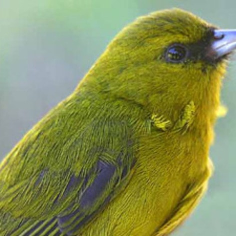 More Bird Species Endangered