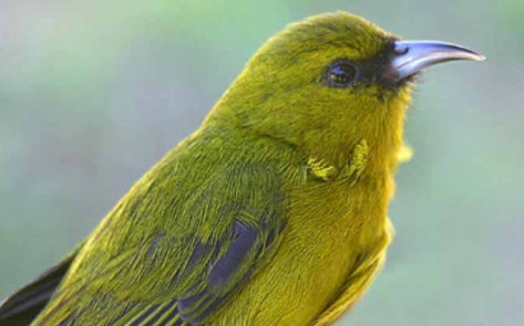 More Bird Species Endangered