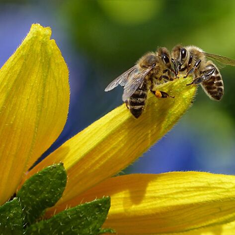 How This Flower 'Bee Line' Protects Pollinators and Your Favorite Vegan Milk