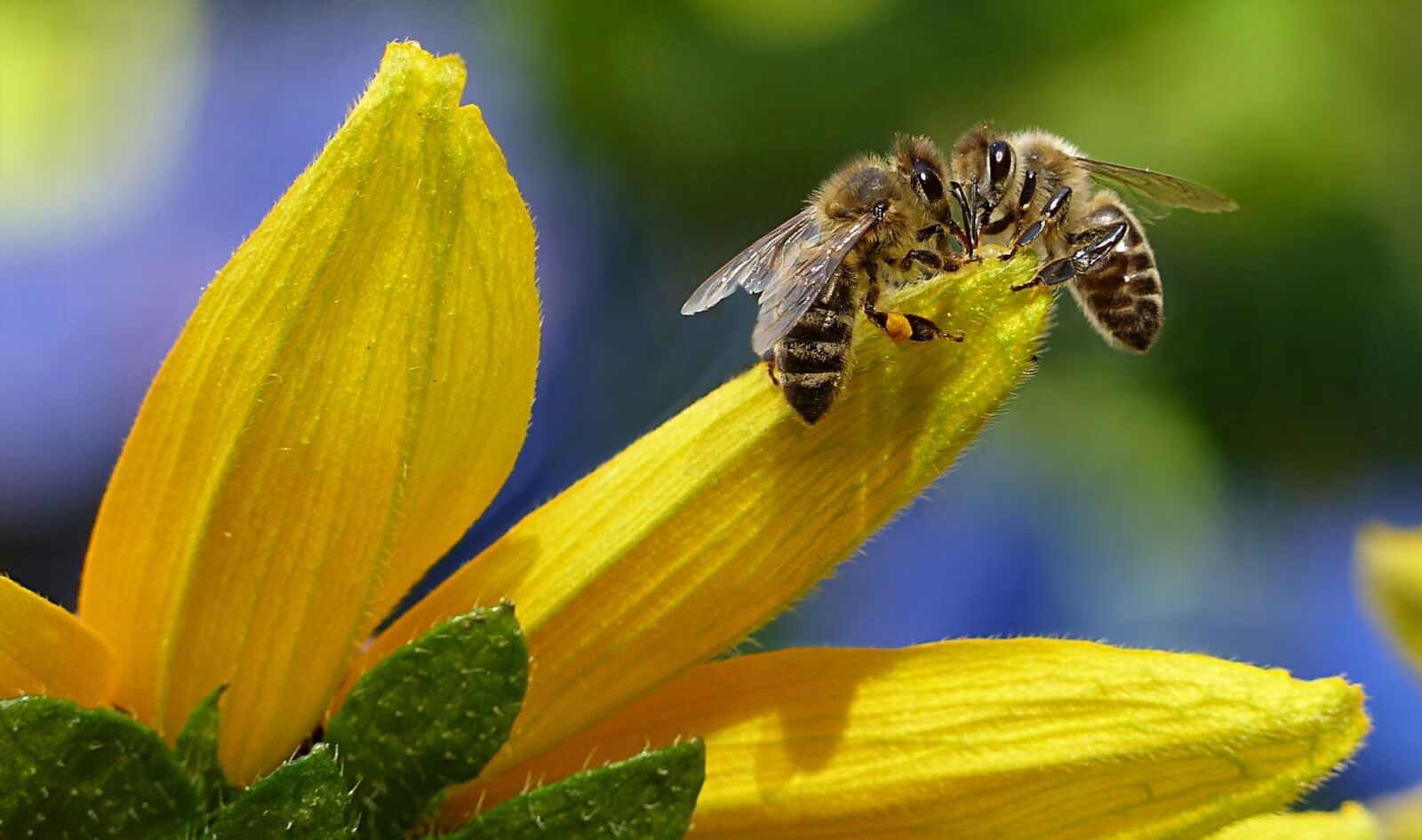 How This Flower 'Bee Line' Protects Pollinators and Your Favorite Vegan Milk