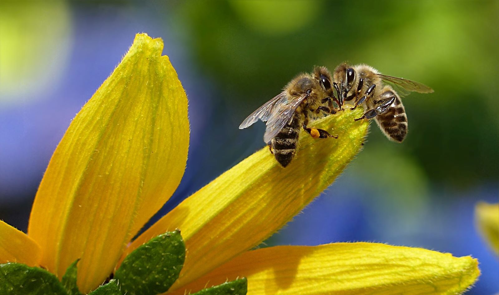 Can a Bottle of Vinegar Save the Bees? Bragg’s Bee-Focused Pivot Is a Lesson in Climate Stewardship&nbsp;