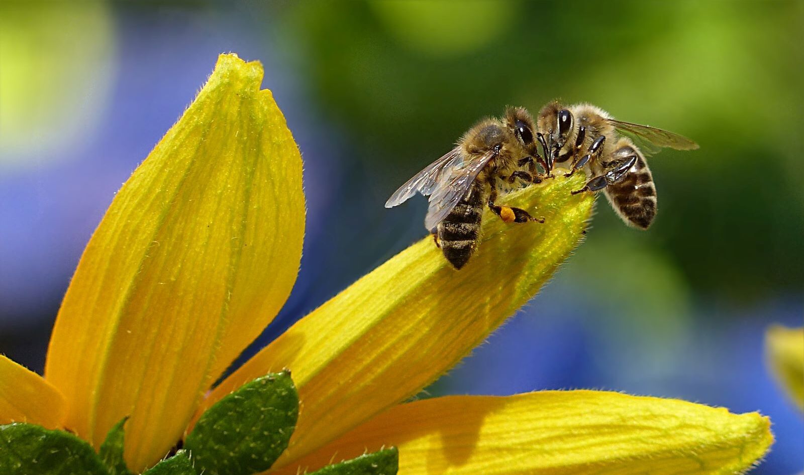 Can a Bottle of Vinegar Save the Bees? Bragg’s Bee-Focused Pivot Is a Lesson in Climate Stewardship 