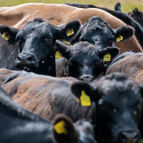 Amid Urgent New Climate Warning, Livestock's Massive Methane Problem Ignored