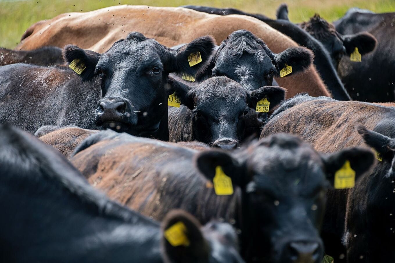 VegNews.Cows.EtienneGirardet.Unsplash