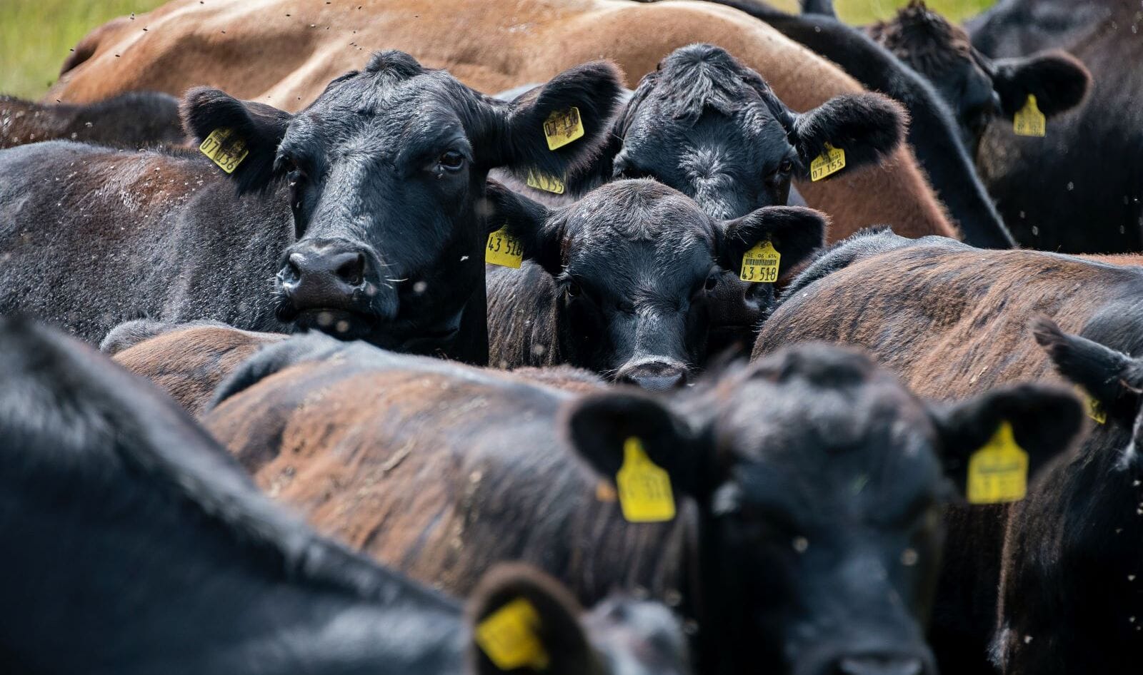 Amid Urgent New Climate Warning, Livestock's Massive Methane Problem Ignored