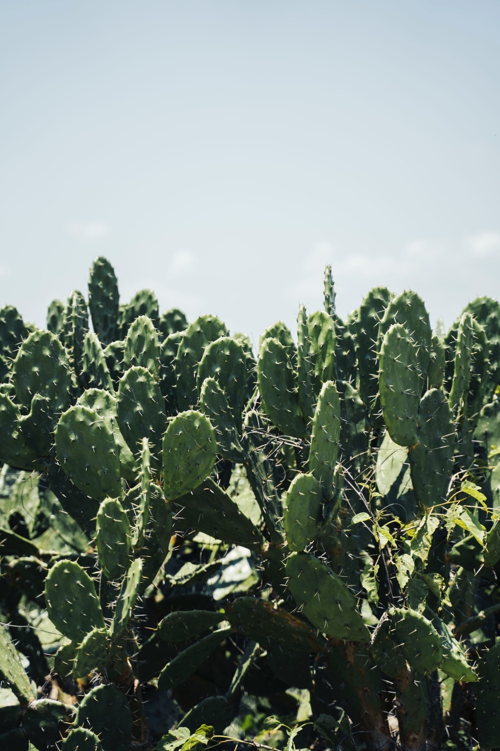 VegNews.vegannopales.Pexels