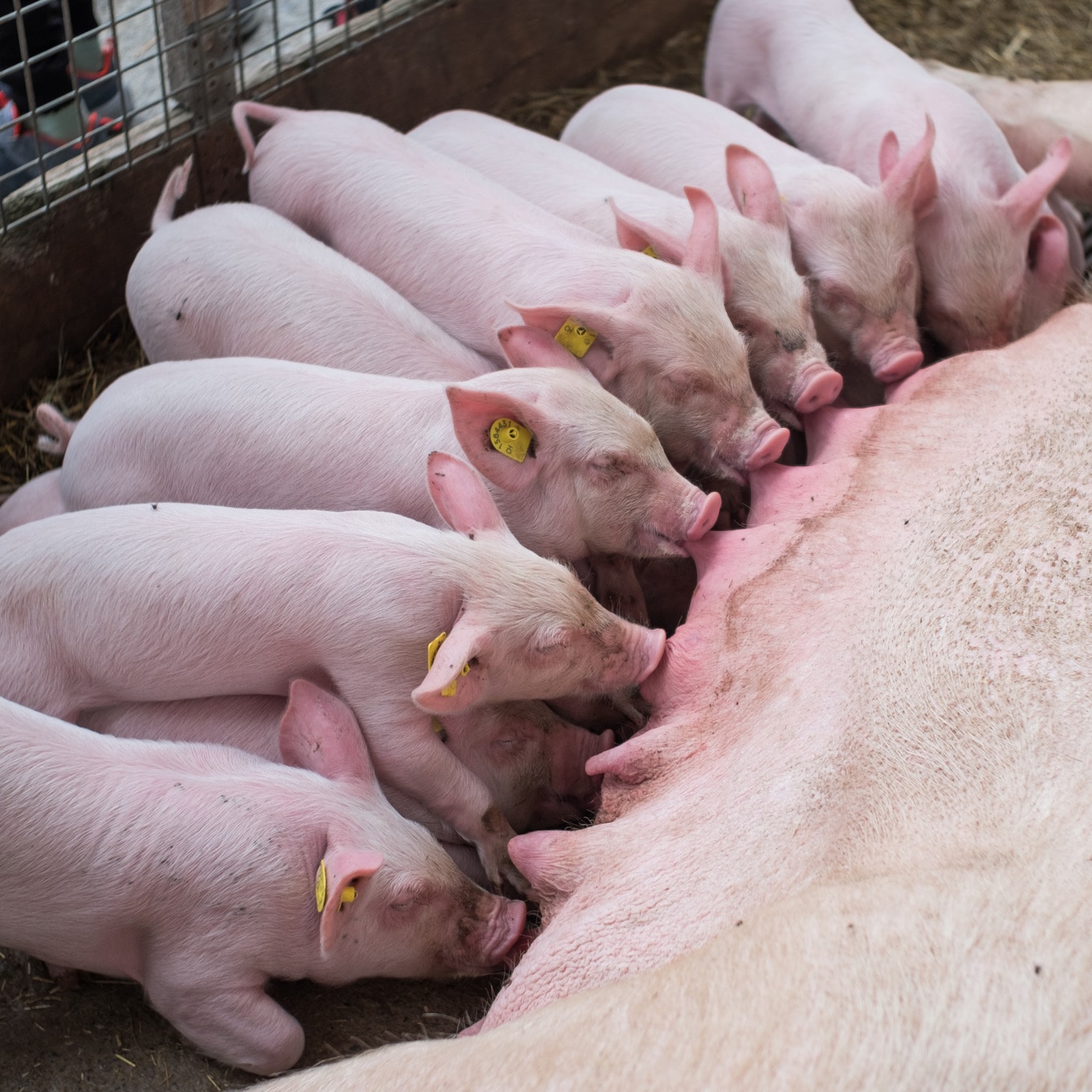 VegNews.Piglets.VeroniaWhite.Unsplash