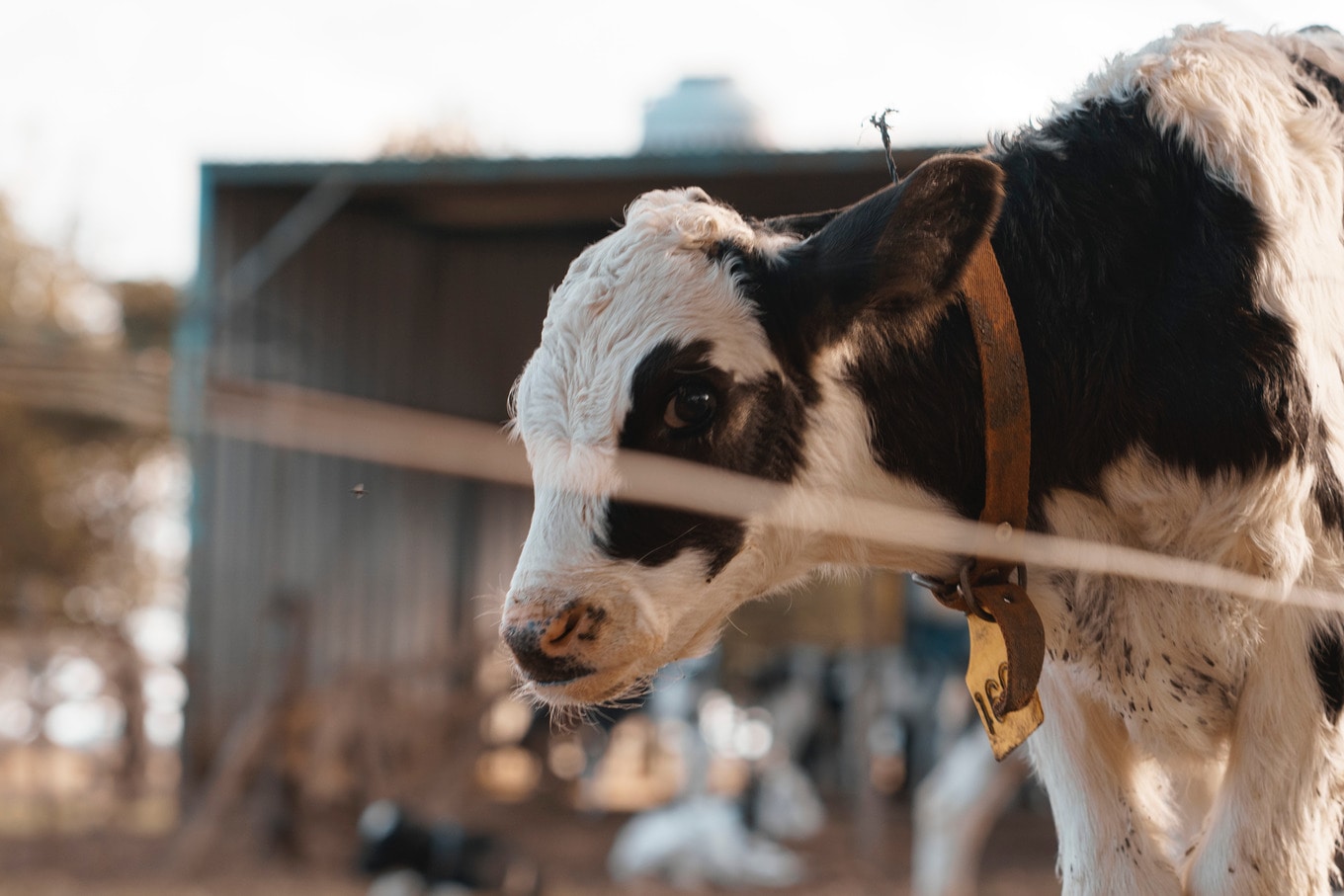 VegNews.BabyCowCalf.JulianAme.Unsplash