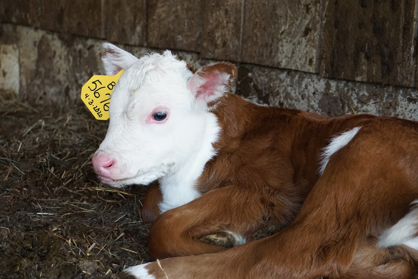 VegNews.BabyCowCalf.Unsplash.AllisonM