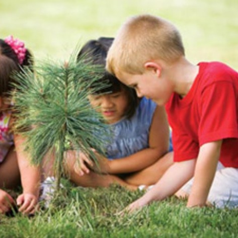 Disney Promotes Tree Planting