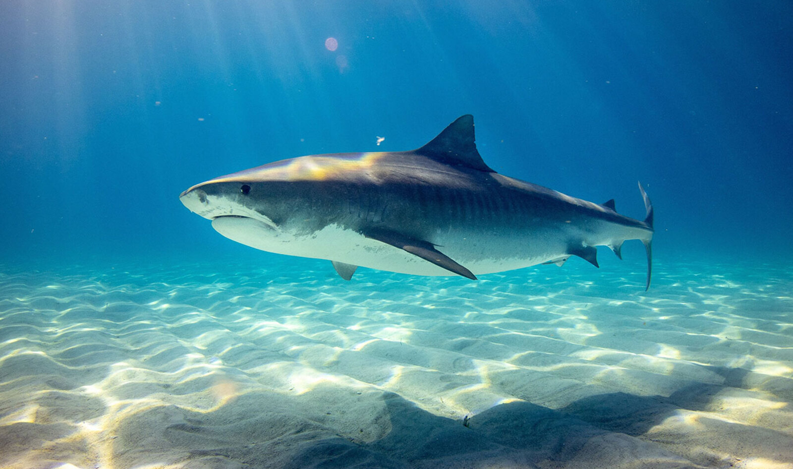 How Many Sharks Are Killed a Year? (The Answer Will Shock You) 