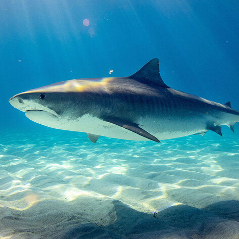 House bans shark fin trade, curbs illegal fishing