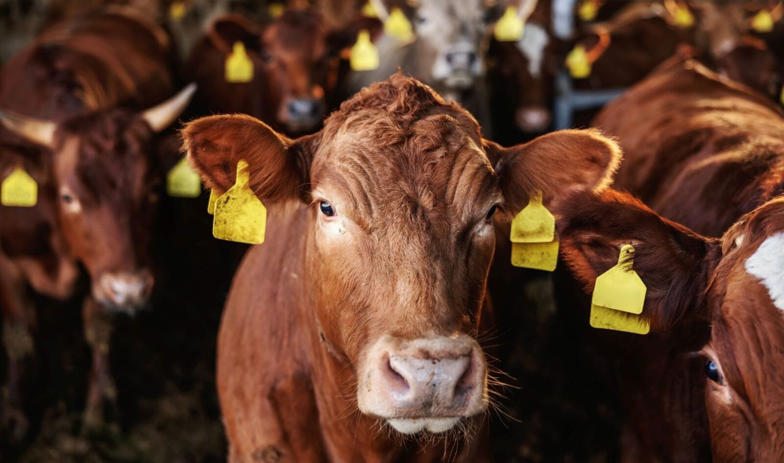 93 Percent of Climate Content Fails to Connect the Dots to Animal Agriculture