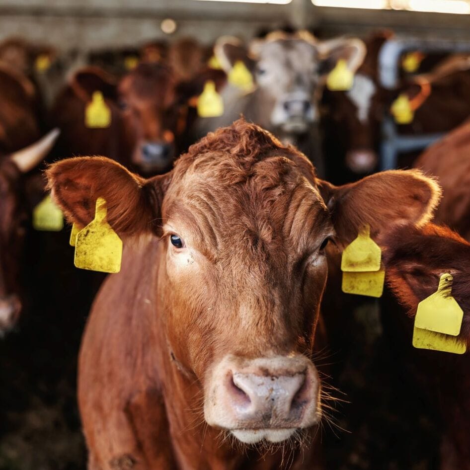 93 Percent of Climate Content Fails to Connect the Dots to Animal Agriculture