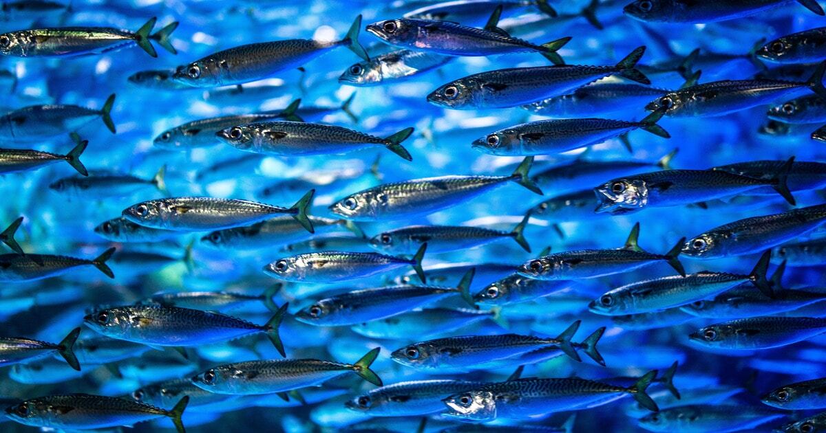 New AI and GPS Technology Will Protect Oceans and Prevent Fish Stock ...