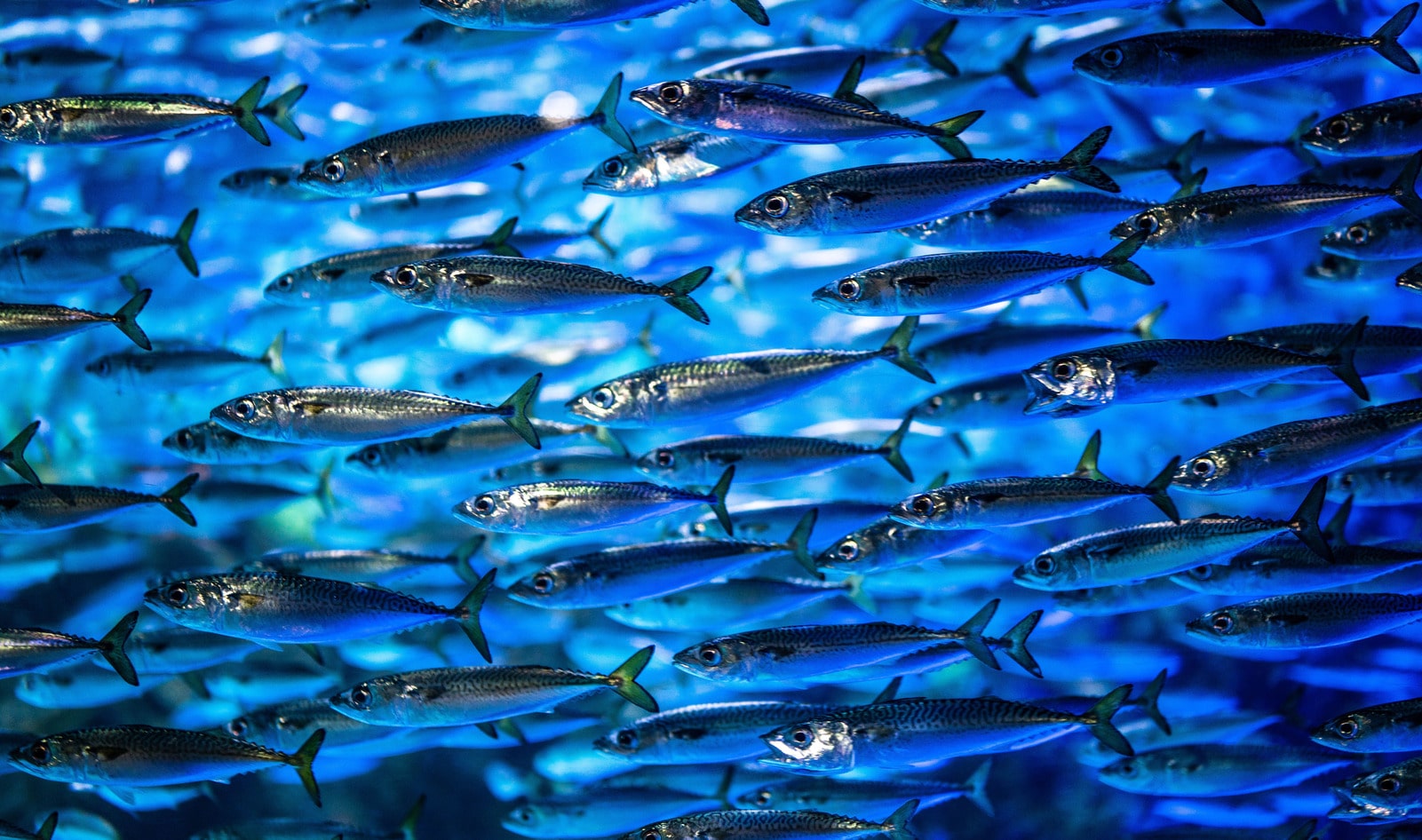 New AI and GPS Technology Will Protect Oceans and Prevent Fish Stock Depletion