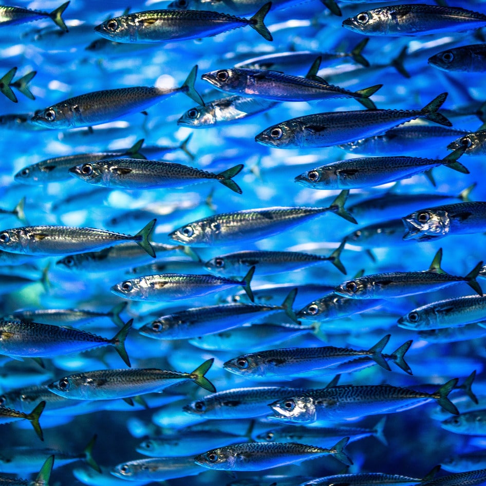 New AI and GPS Technology Will Protect Oceans and Prevent Fish Stock Depletion