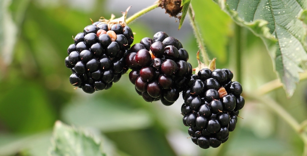 VegNews.blackberries.pexels