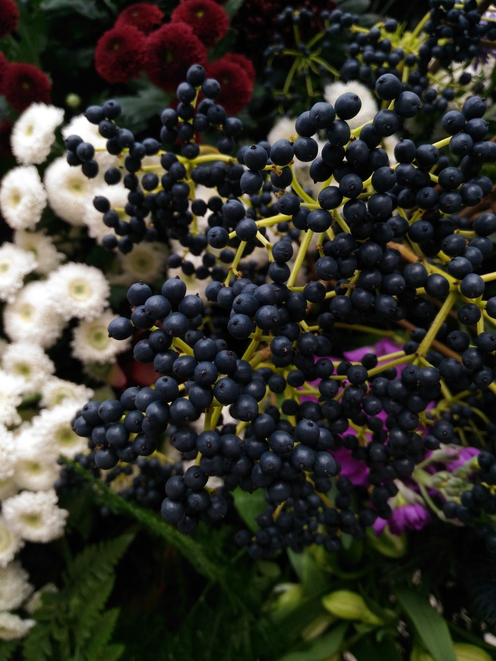 VegNews.elderberries.pexels