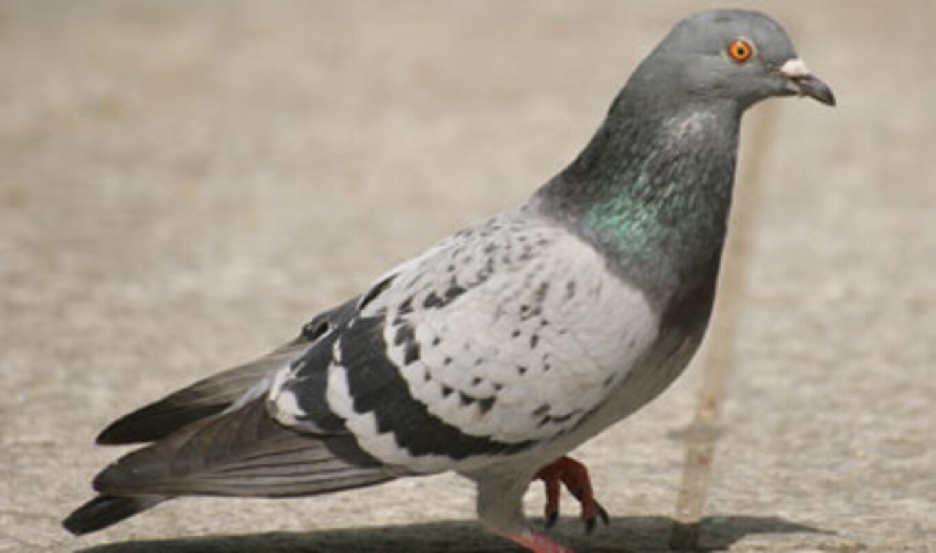 Pigeons Do Math