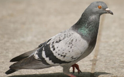 Pigeons Do Math