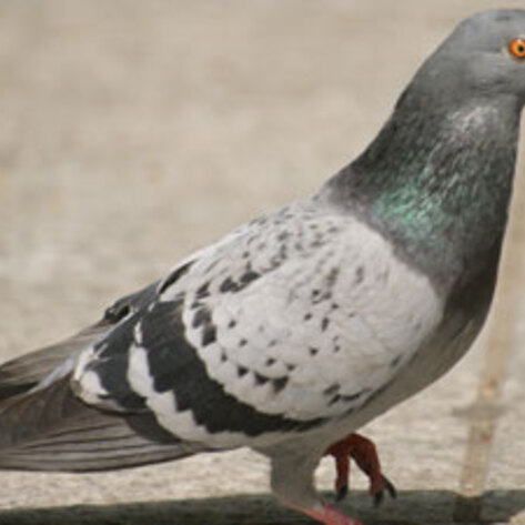 Pigeons Do Math