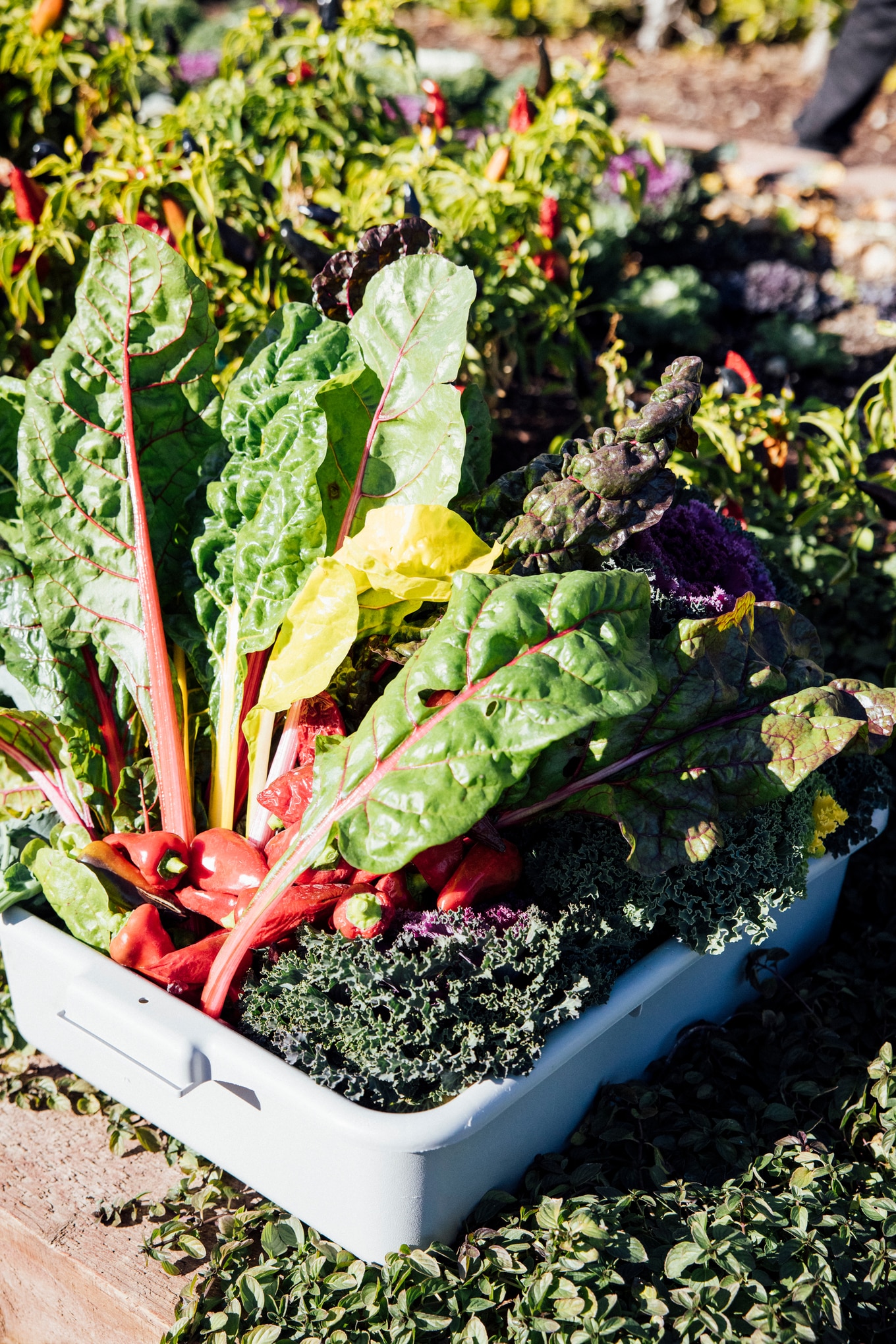 VegNews.Produce.RosewoodMiramarBeach