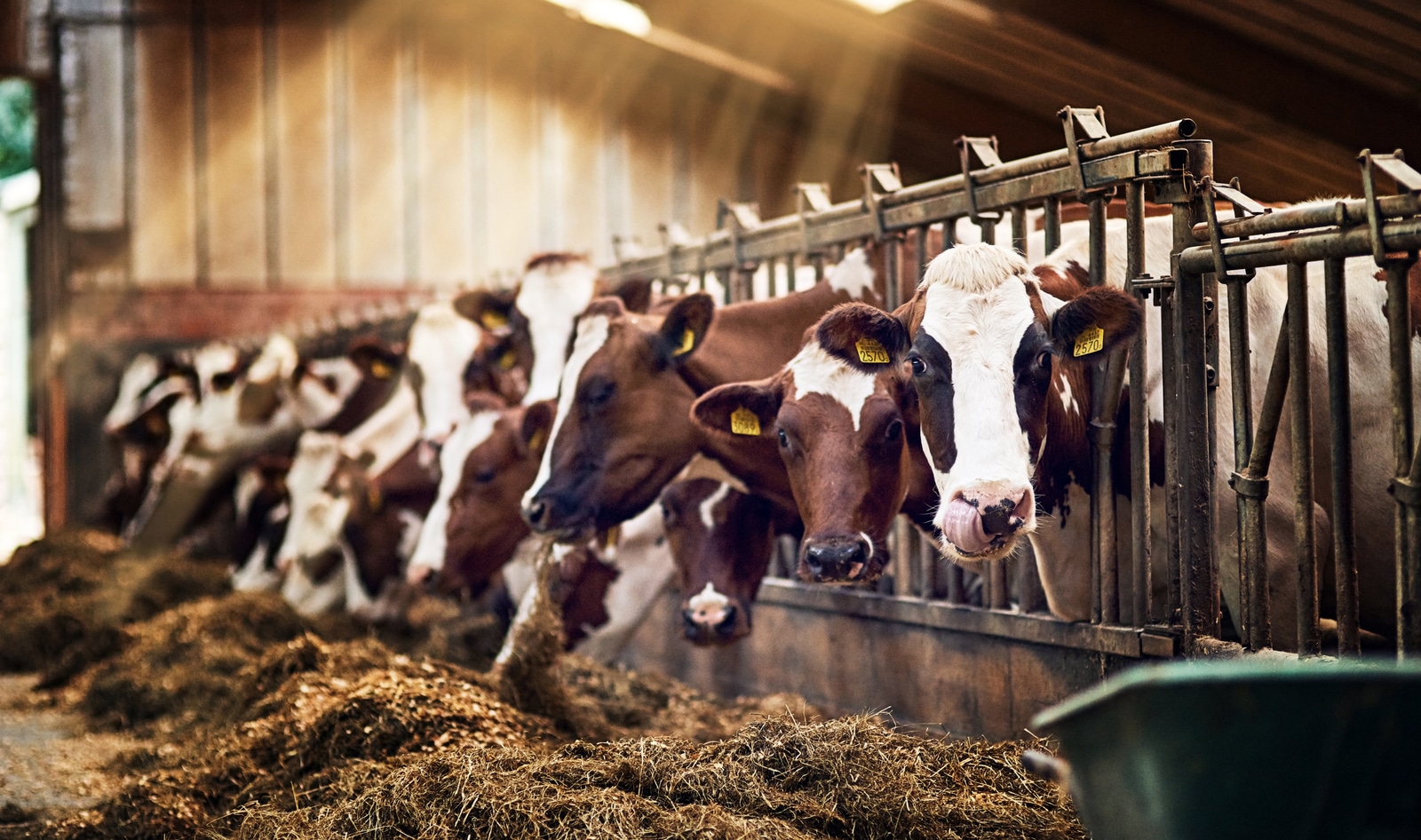 VegNews.Cows.iStockGetty