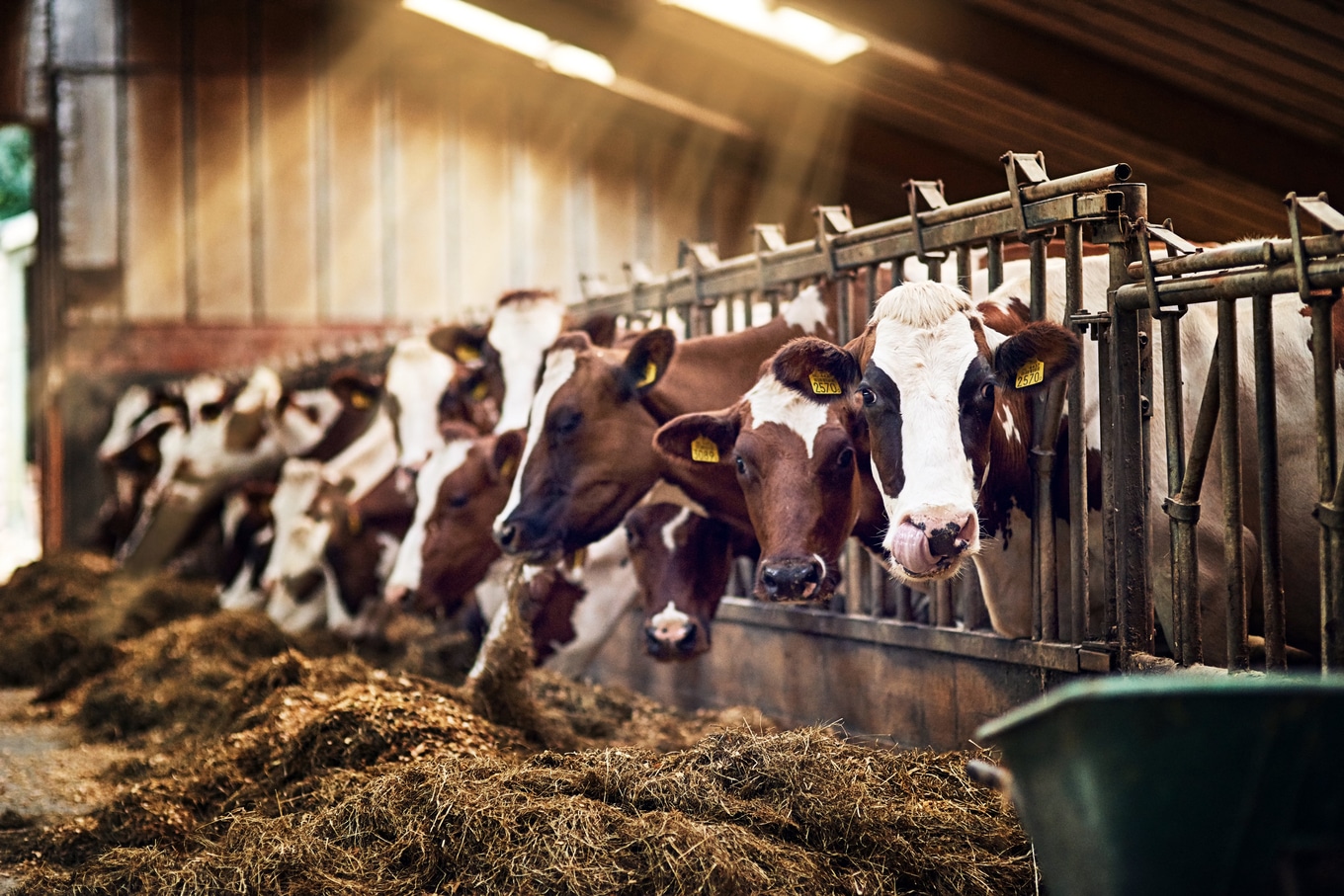 VegNews.Cows.iStockGetty