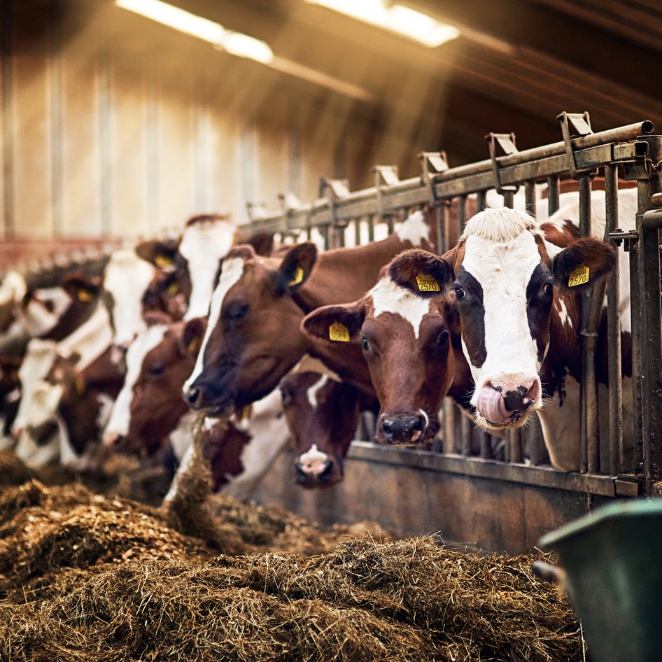 Study: Animal Products Linked to 95 Percent Increase In Emissions Over the Last 20 Years