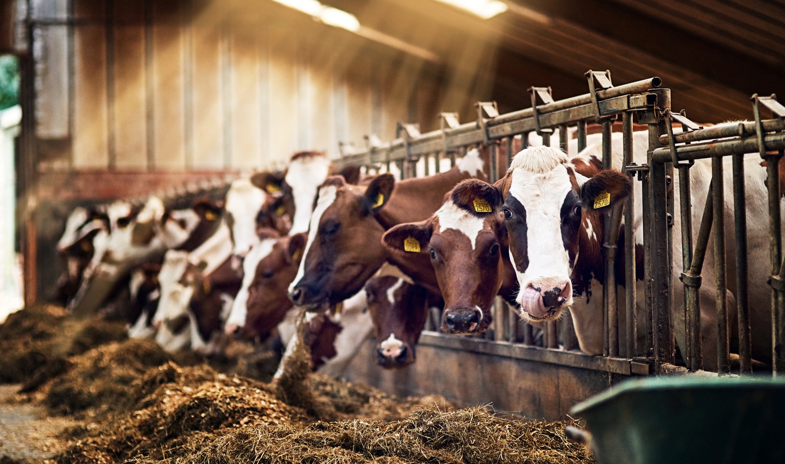 Study: Animal Products Linked to 95 Percent Increase In Emissions Over the Last 20 Years