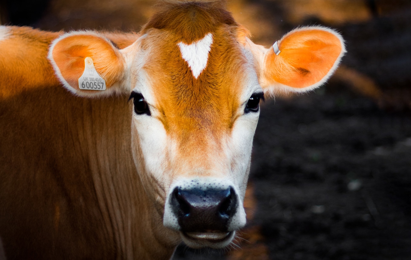 VegNews. Calf.LukeStackpoole.Unsplash