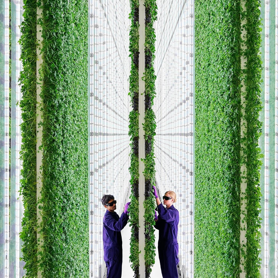 VegNews.verticalfarming.plenty