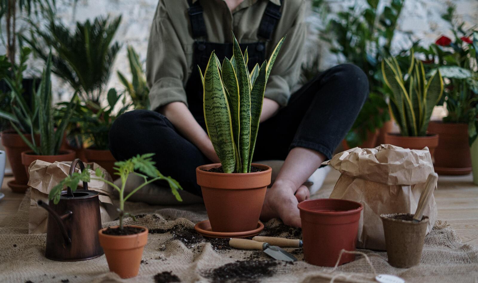 Plants Might Emit 'Distress' Sounds, But Does This Mean They Can Actually Feel Pain?&nbsp;