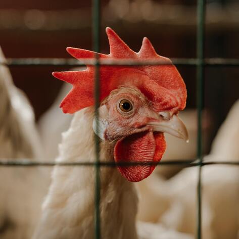 Why Tighter Restrictions on Meat Labels Won't Make the Industry Safer or More Humane 