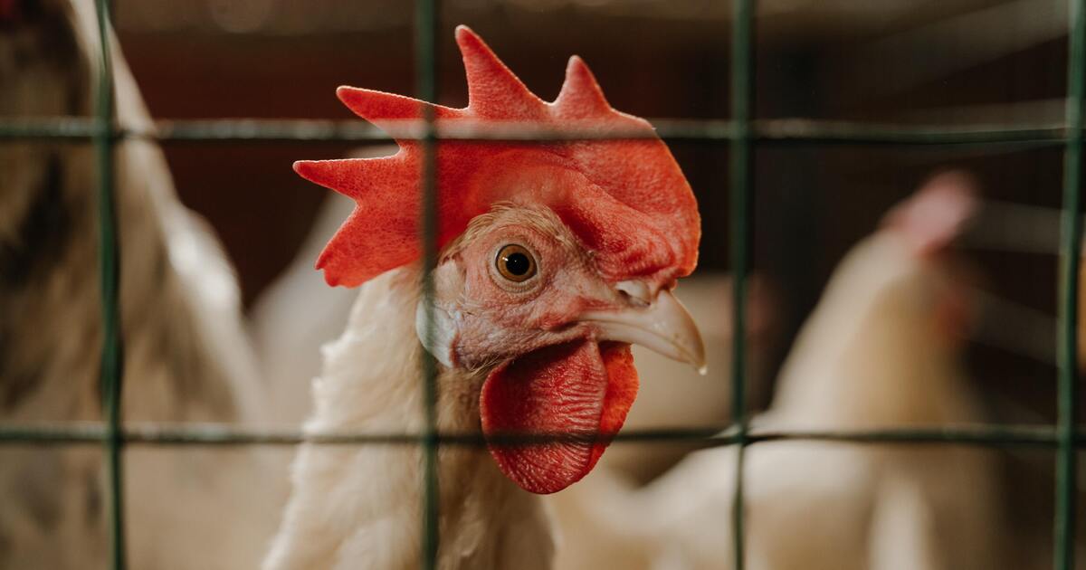 Why Tighter Restrictions On Meat Labels Won’t Make the Industry Safer Or More Humane 