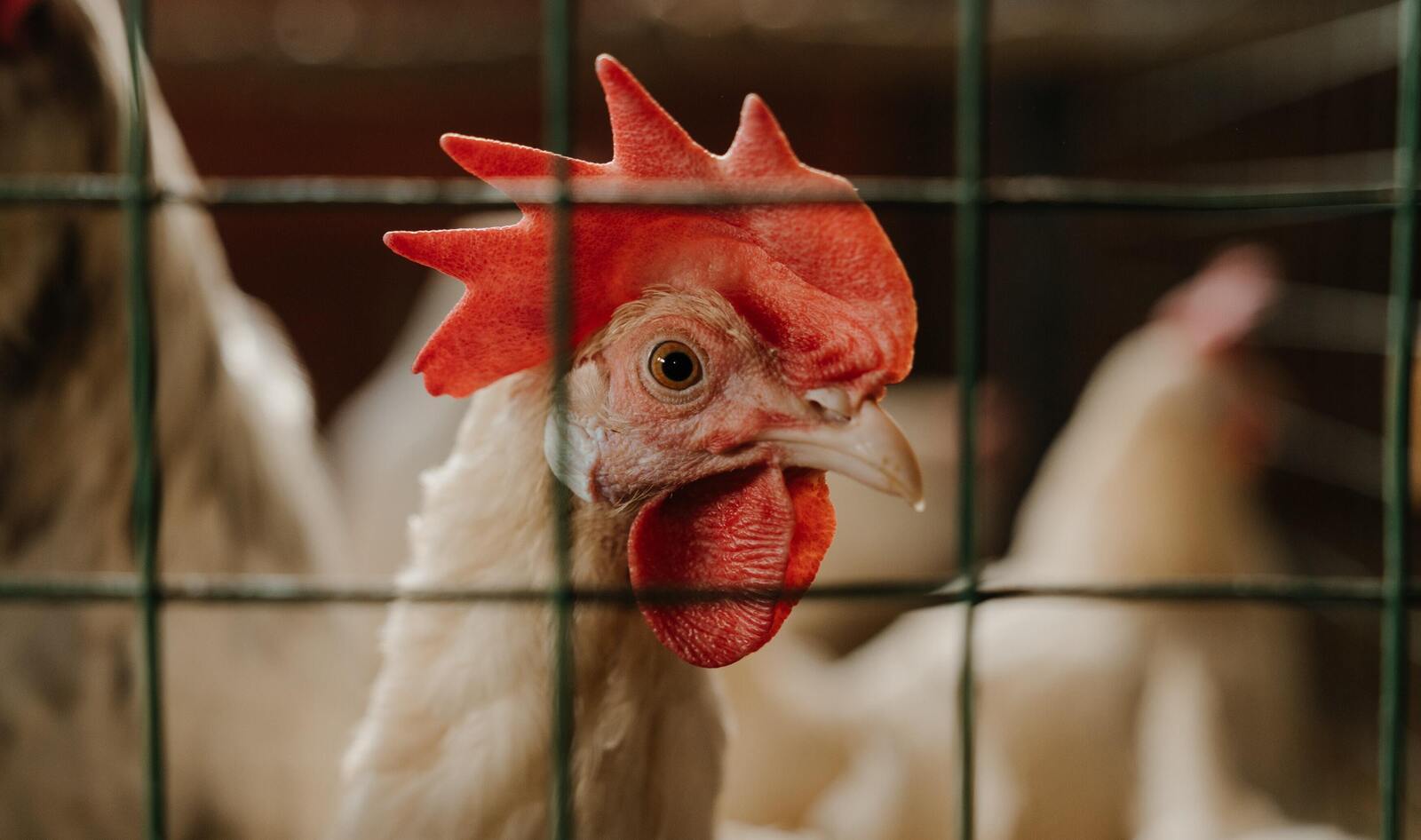 Why Tighter Restrictions on Meat Labels Won't Make the Industry Safer or More Humane 