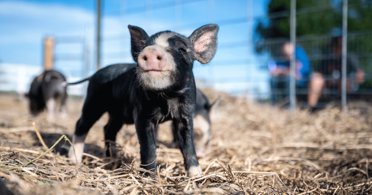 A New Study May Have Discovered the Secret to Improving Animal Welfare