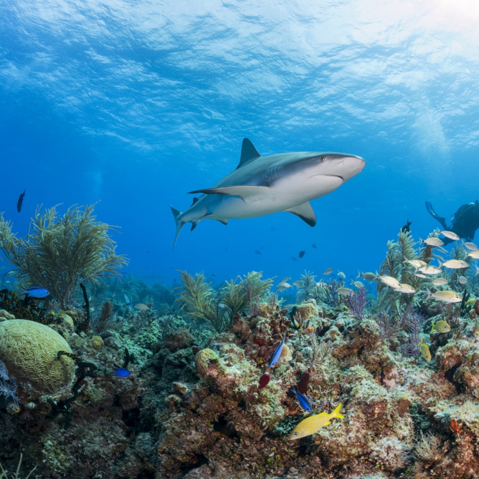 Research Shows New Ways the Fishing Industry Is Destroying Coral Reefs