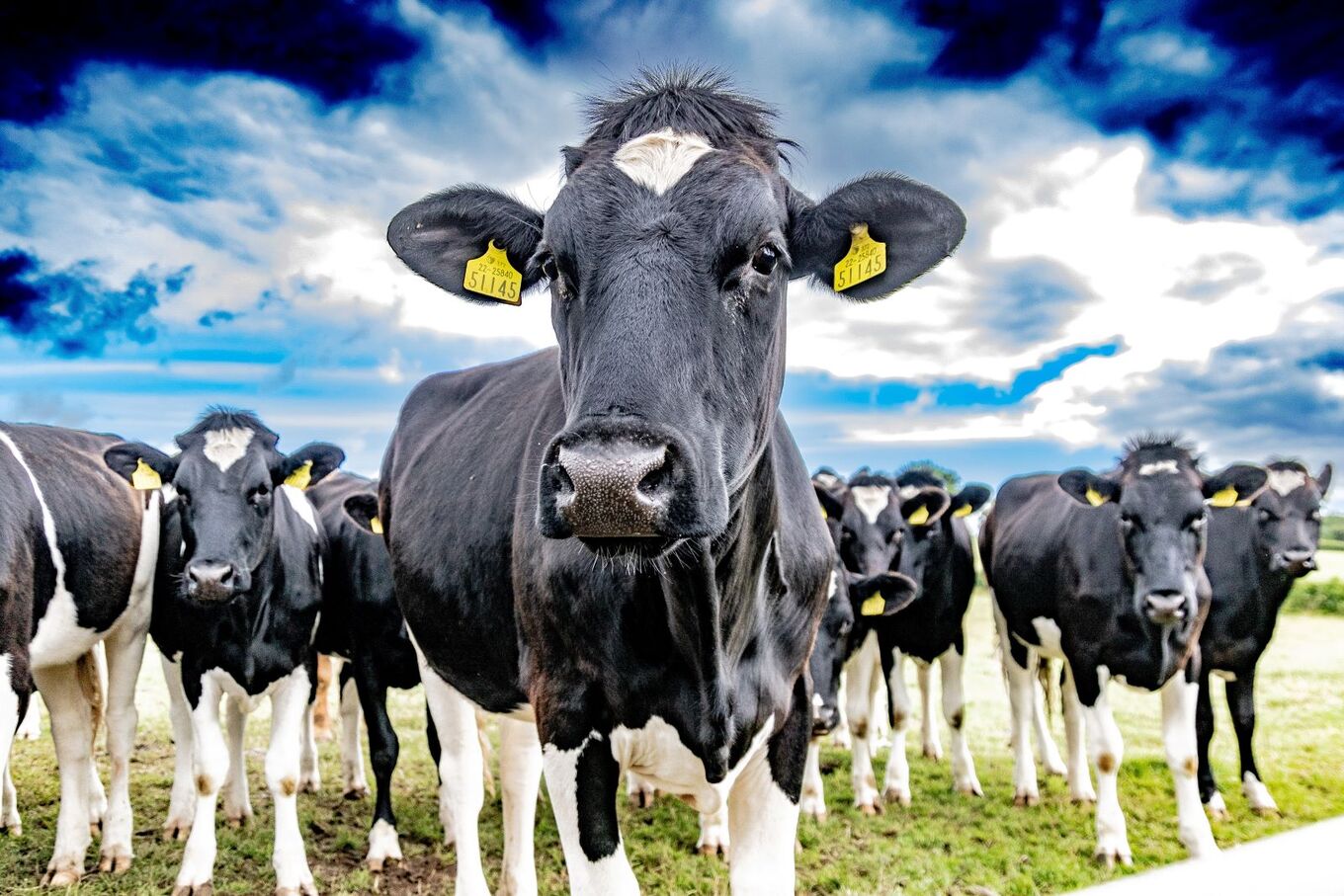 VegNews.DairyCows.MichaelStarkie.Unsplash