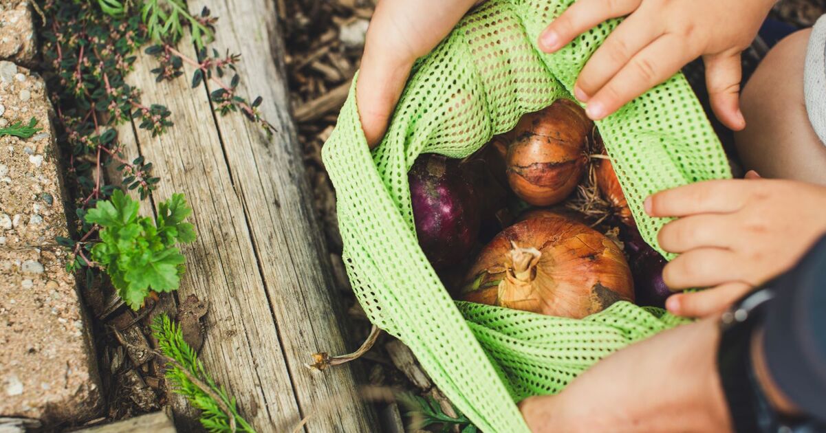These 5 Vegetables Are the Best Sources of Prebiotics, Study Finds