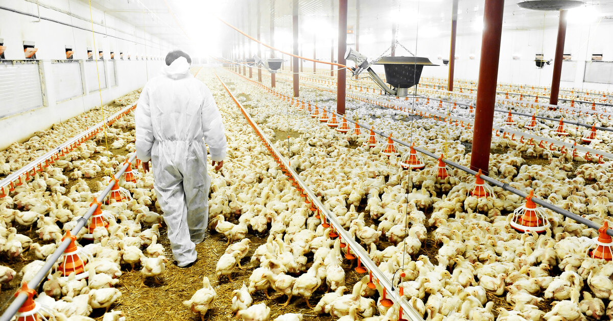 Will Bird and Swine Flus Cause the Next Pandemic? Why Experts Say Yes.