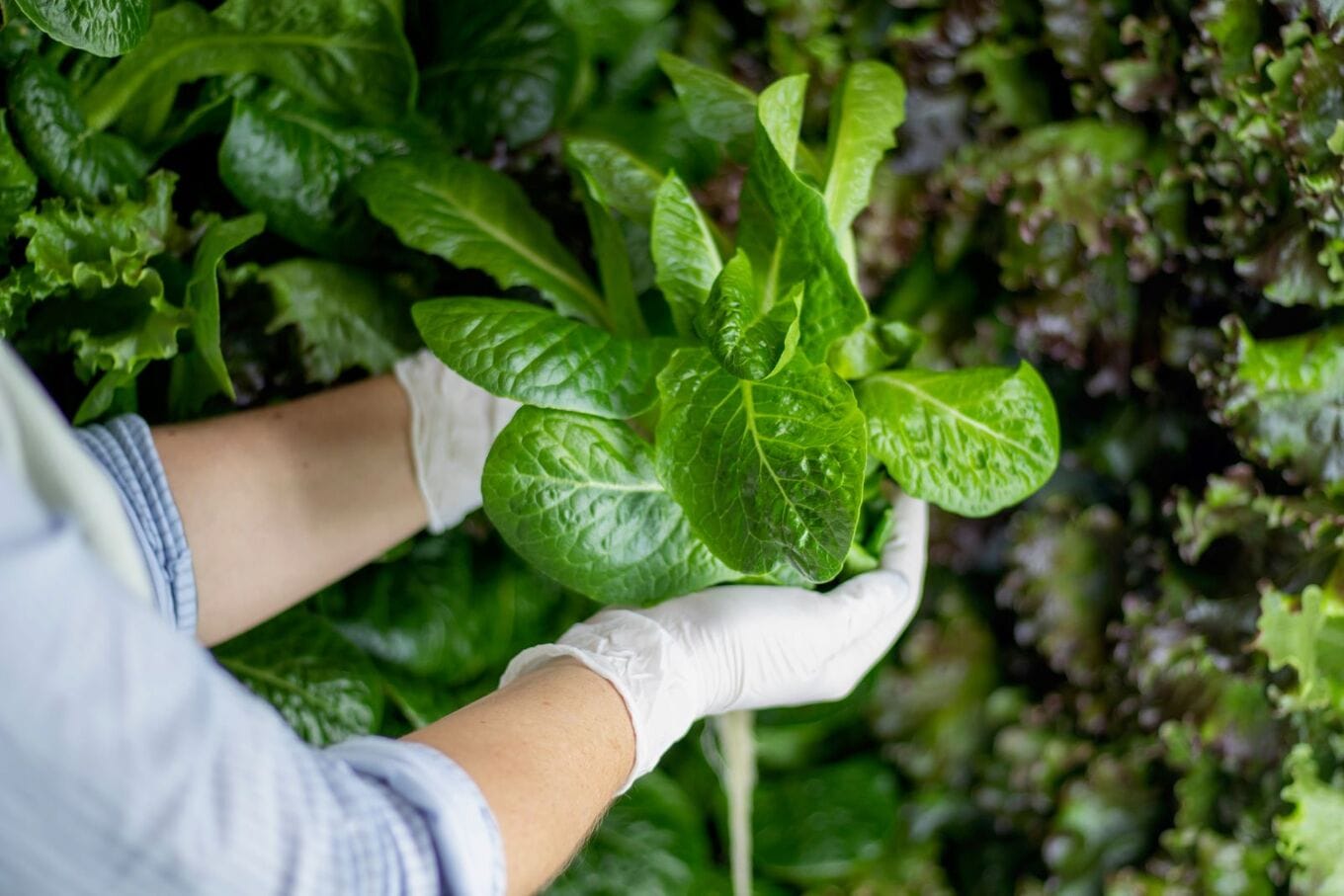 VegNews.VerticalFarm1.ForkFarms