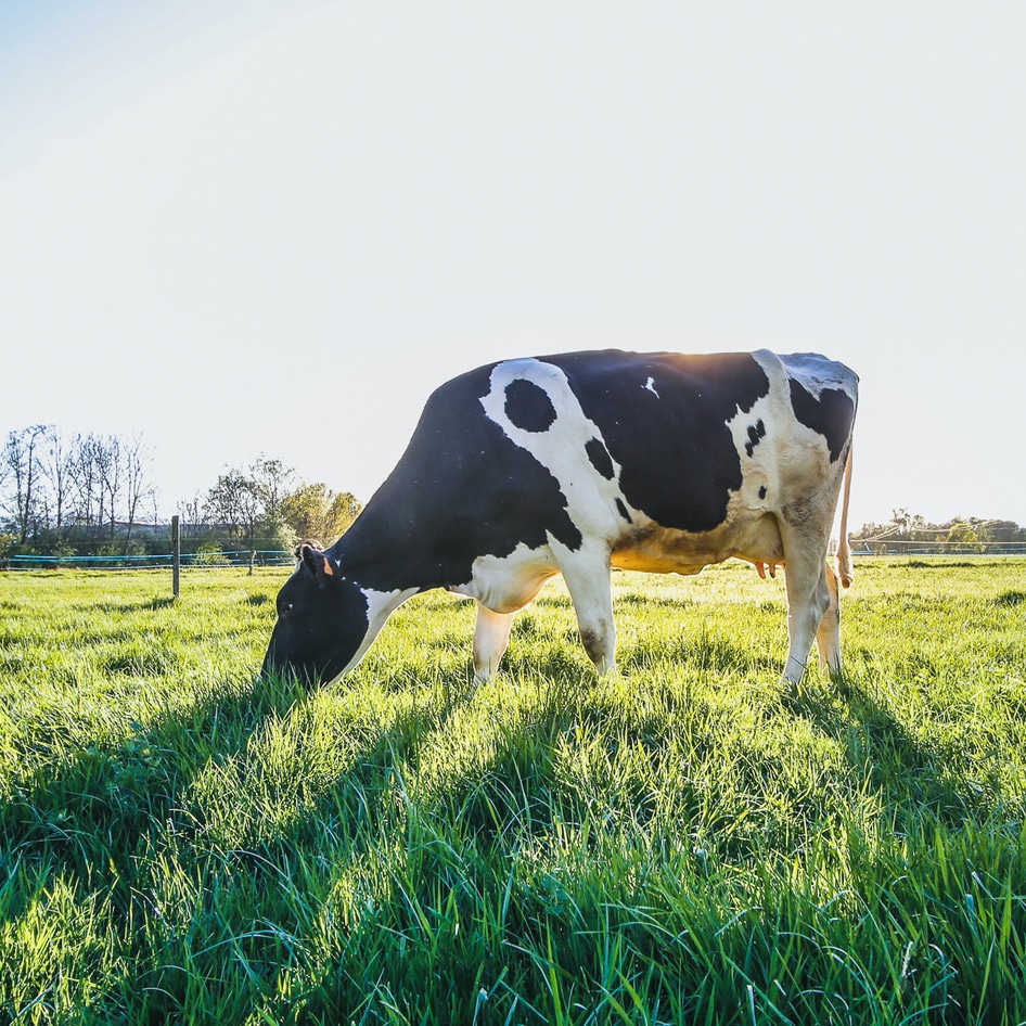 This Cell-Cultured Milk Yogurt Proves We Don't Need Animals to Make Dairy